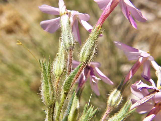 Phlox longifolia (Longleaf phlox) #78657