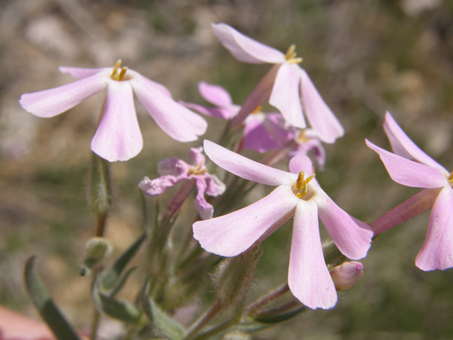 Phlox longifolia (Longleaf phlox) #78658