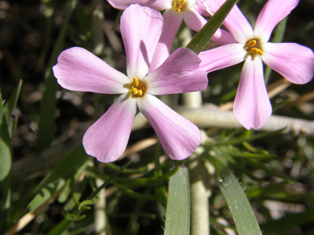 Phlox longifolia (Longleaf phlox) #78660