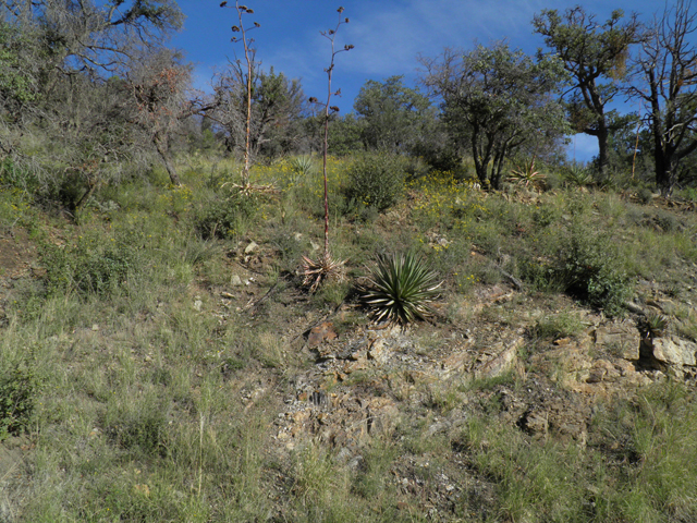 Agave palmeri (Palmer's century plant) #78709