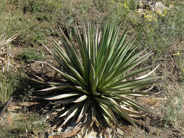 Agave palmeri (Palmer's century plant) #78710