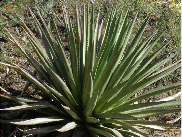 Agave palmeri (Palmer's century plant) #78711