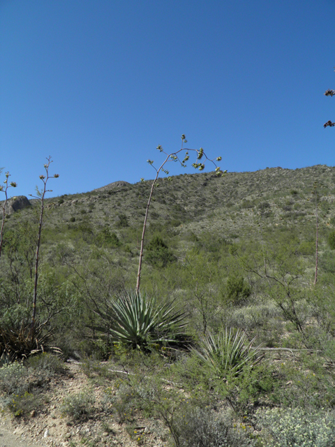 Agave palmeri (Palmer's century plant) #78712