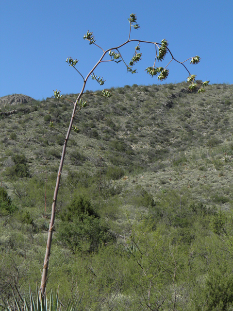 Agave palmeri (Palmer's century plant) #78713