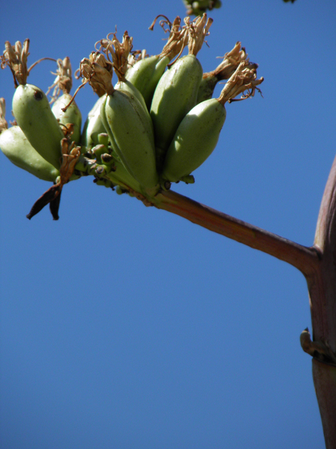 Agave palmeri (Palmer's century plant) #78715