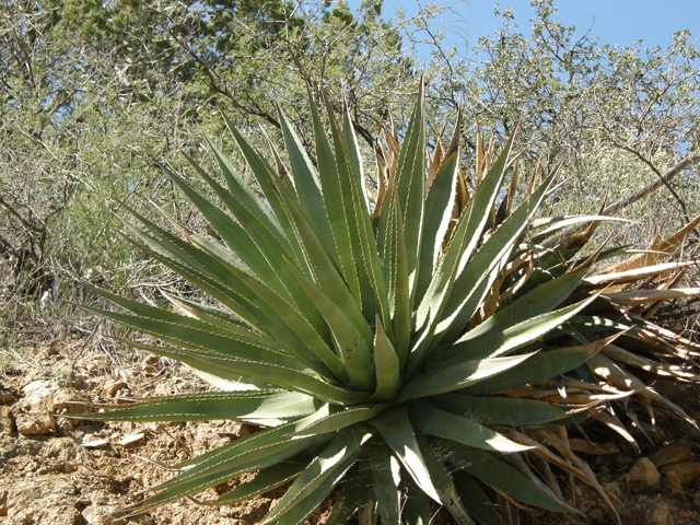 Agave palmeri (Palmer's century plant) #78716