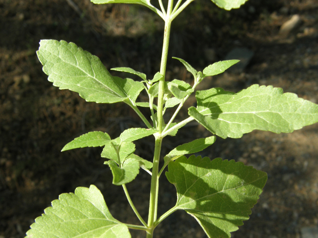 Ageratina herbacea (Fragrant snakeroot) #78723