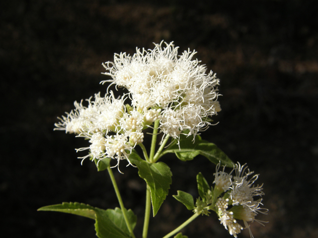 Ageratina herbacea (Fragrant snakeroot) #78724