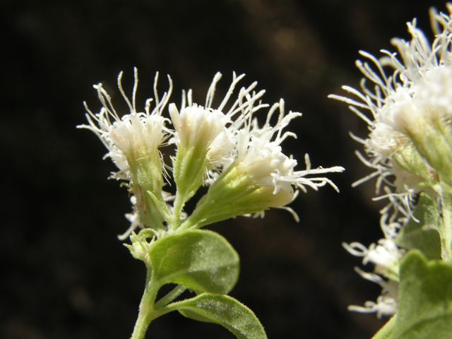 Ageratina herbacea (Fragrant snakeroot) #78725