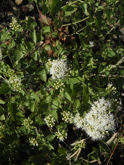 Ageratina herbacea (Fragrant snakeroot) #78728