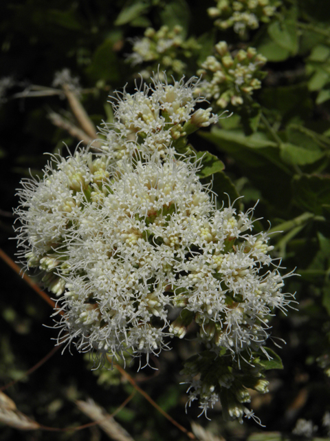 Ageratina herbacea (Fragrant snakeroot) #78729