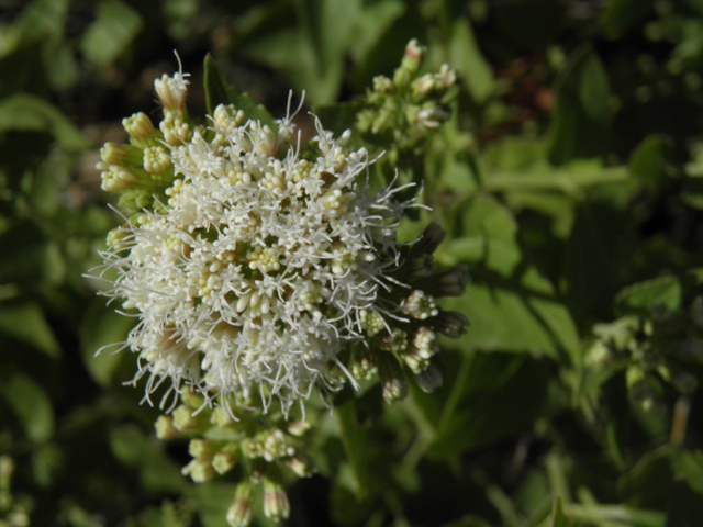 Ageratina herbacea (Fragrant snakeroot) #78730