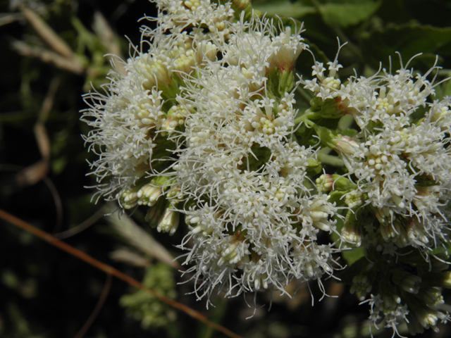 Ageratina herbacea (Fragrant snakeroot) #78733