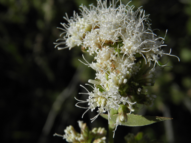 Ageratina herbacea (Fragrant snakeroot) #78734