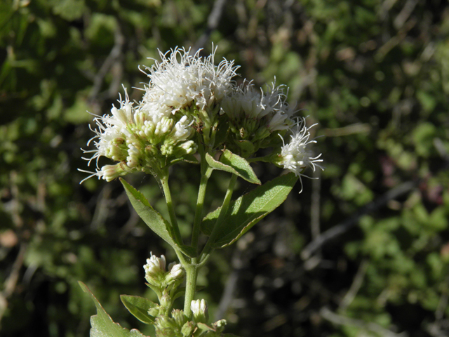 Ageratina herbacea (Fragrant snakeroot) #78736