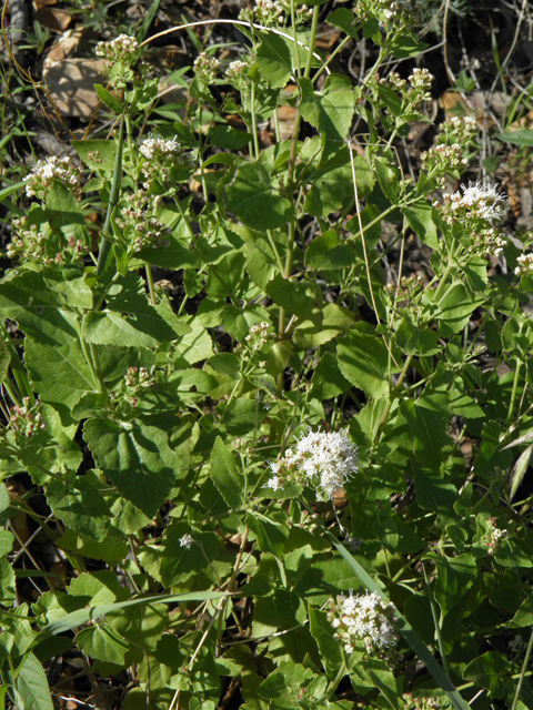 Ageratina herbacea (Fragrant snakeroot) #78737