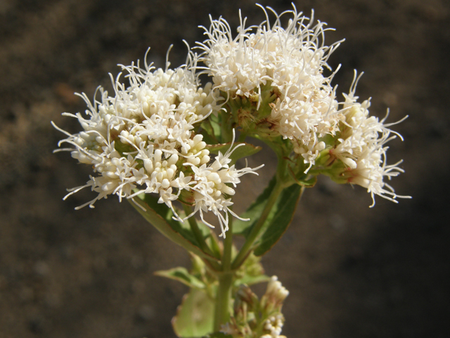 Ageratina herbacea (Fragrant snakeroot) #78739