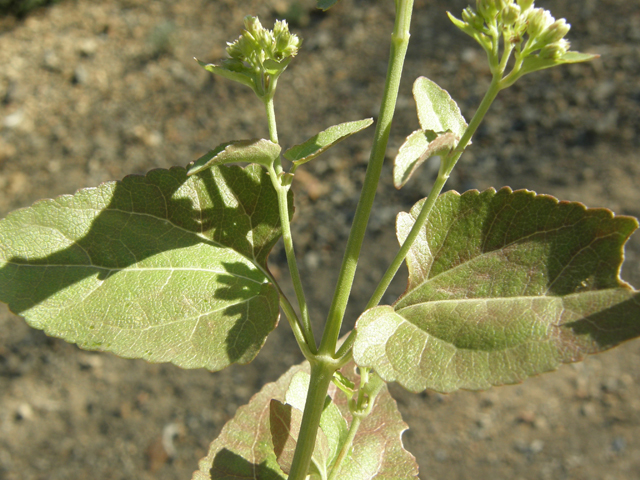 Ageratina herbacea (Fragrant snakeroot) #78740