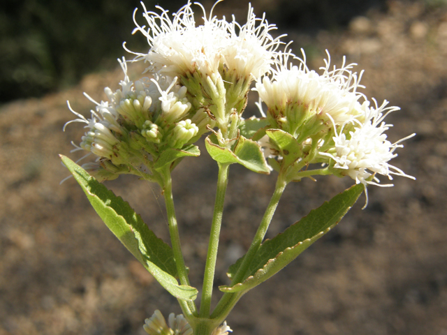 Ageratina herbacea (Fragrant snakeroot) #78741