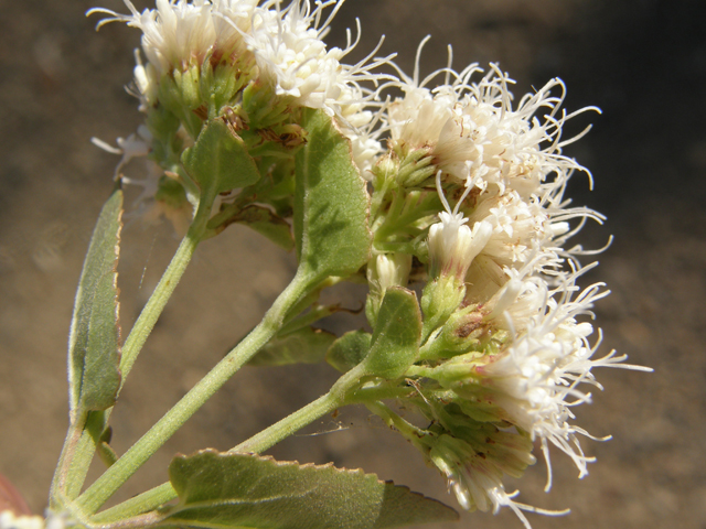 Ageratina herbacea (Fragrant snakeroot) #78742