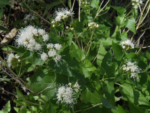 Ageratina herbacea (Fragrant snakeroot) #78743