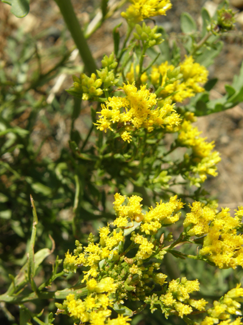 Gymnosperma glutinosum (Gumhead) #78812