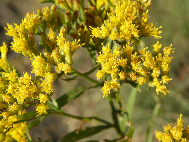 Gymnosperma glutinosum (Gumhead) #78814