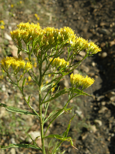 Gymnosperma glutinosum (Gumhead) #78815