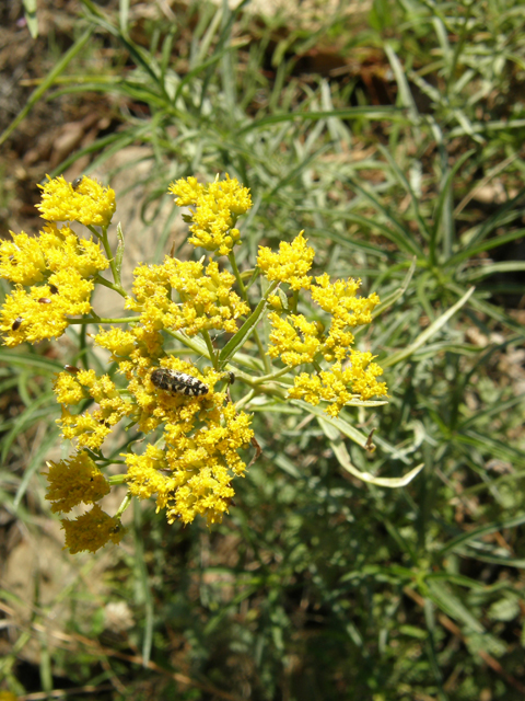 Gymnosperma glutinosum (Gumhead) #78816