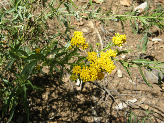 Gymnosperma glutinosum (Gumhead) #78821