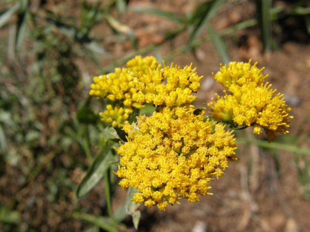 Gymnosperma glutinosum (Gumhead) #78822