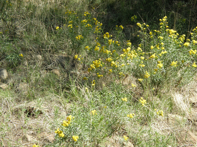 Gymnosperma glutinosum (Gumhead) #78823