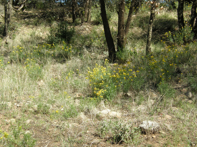 Gymnosperma glutinosum (Gumhead) #78824