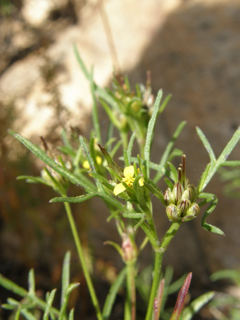 Heterosperma pinnatum (Wingpetal) #78842