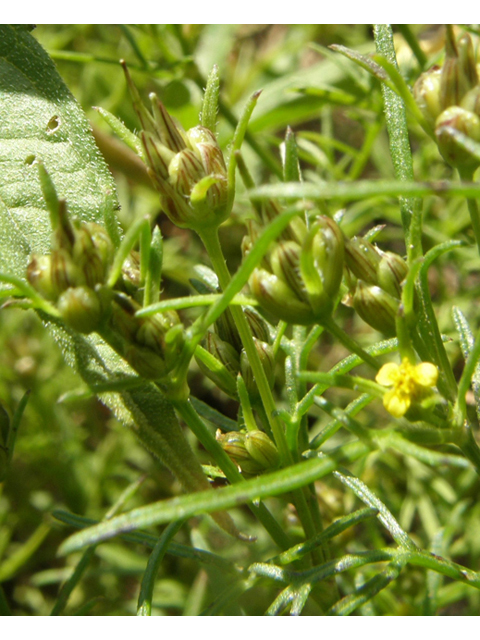 Heterosperma pinnatum (Wingpetal) #78843