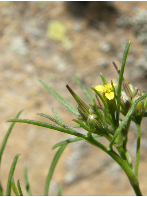 Heterosperma pinnatum (Wingpetal) #78844