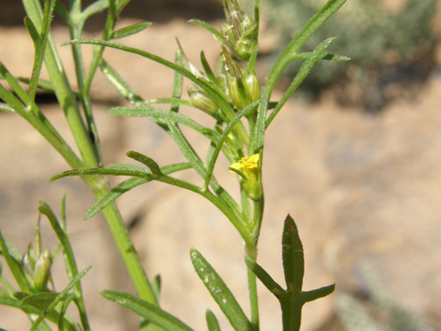 Heterosperma pinnatum (Wingpetal) #78845