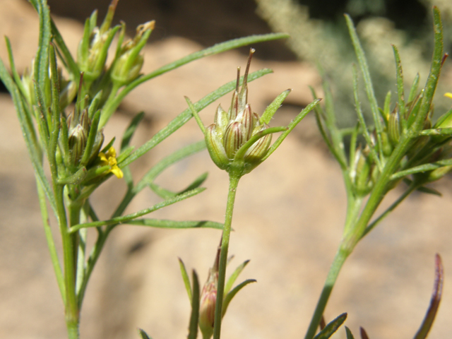 Heterosperma pinnatum (Wingpetal) #78846