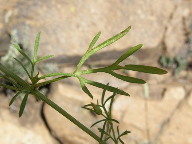 Heterosperma pinnatum (Wingpetal) #78847