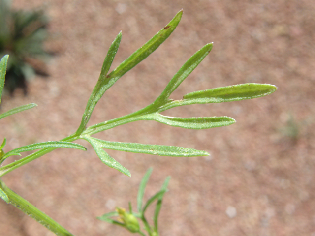 Heterosperma pinnatum (Wingpetal) #78848