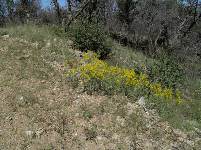 Solidago wrightii (Wright's goldenrod) #78865