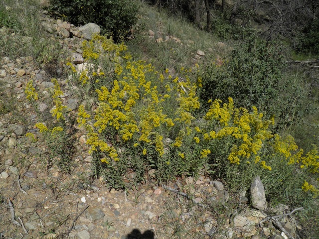 Solidago wrightii (Wright's goldenrod) #78867