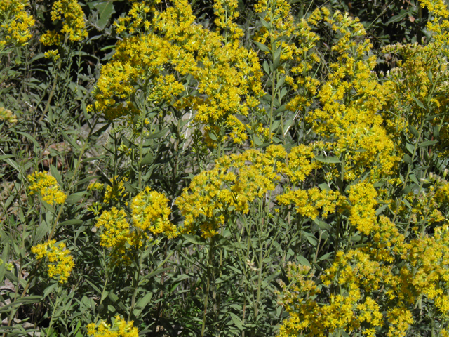 Solidago wrightii (Wright's goldenrod) #78868