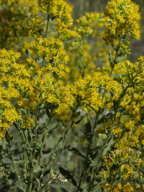 Solidago wrightii (Wright's goldenrod) #78869