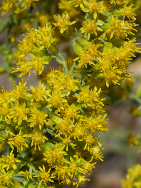 Solidago wrightii (Wright's goldenrod) #78870