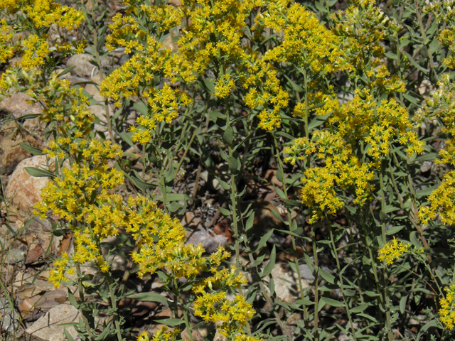 Solidago wrightii (Wright's goldenrod) #78871