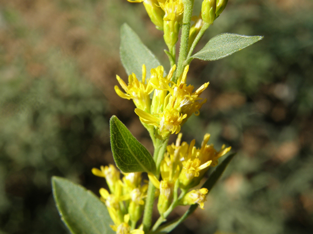 Solidago wrightii (Wright's goldenrod) #78873