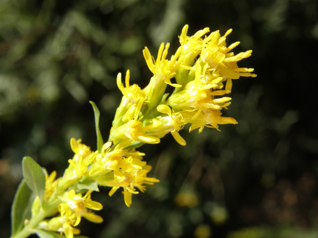 Solidago wrightii (Wright's goldenrod) #78874