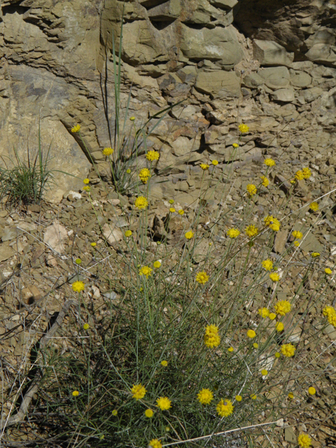 Thelesperma longipes (Longstalk greenthread) #78900