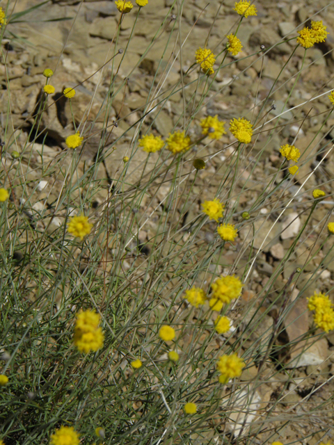 Thelesperma longipes (Longstalk greenthread) #78901